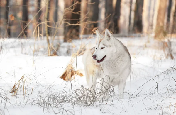 Husky sibérien dans le parc d'hiver — Photo