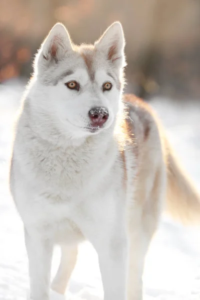 Siberian husky w winter park — Zdjęcie stockowe