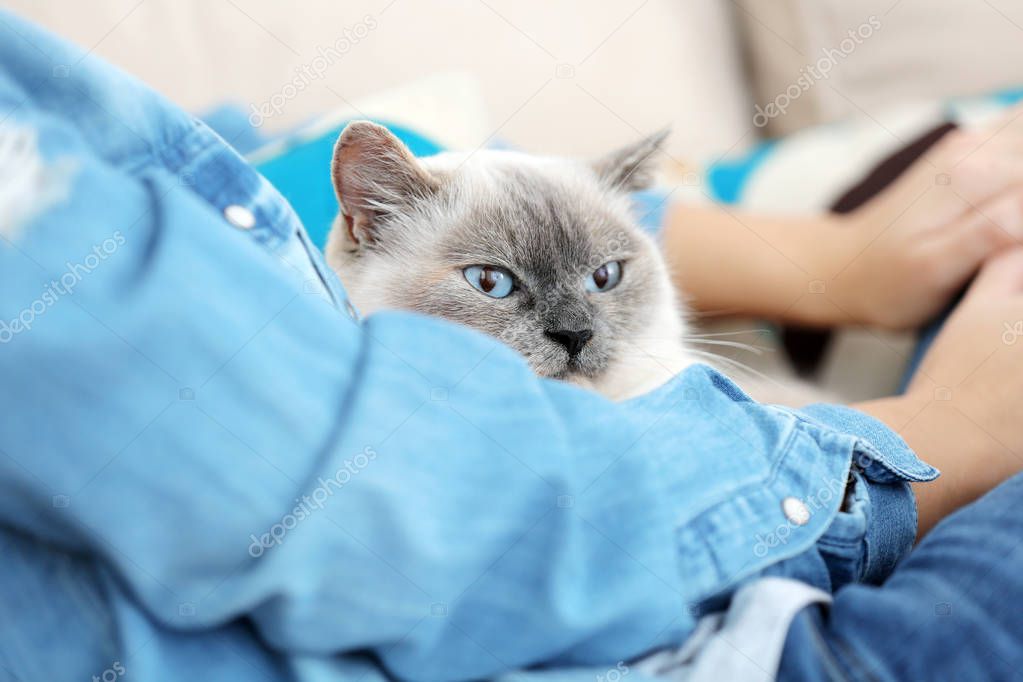 Cute cat with owner 