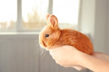 Sevimli kurnaz tavşan tutan eller pencerenin yakınındaki
