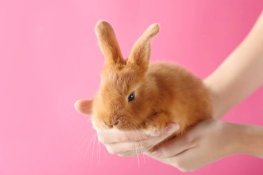 Şirin bir tilki tutan eller pembe tavşan