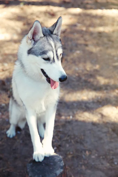 Bonito husky no passeio — Fotografia de Stock