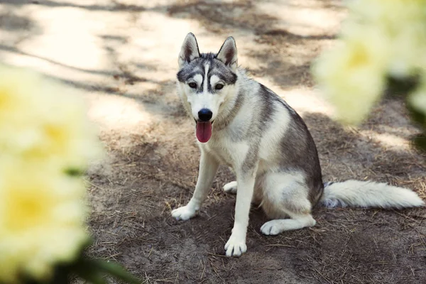 Roztomilý husky na procházce — Stock fotografie