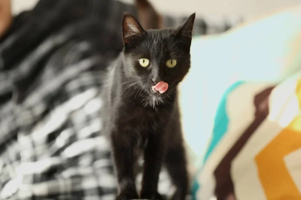 Söt svart katt på suddig bakgrund, på nära håll se — Stockfoto