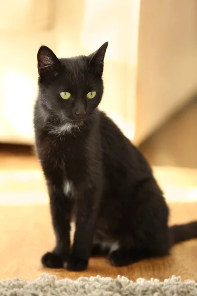 Gato preto bonito sentado no chão em casa, vista de perto — Fotografia de Stock