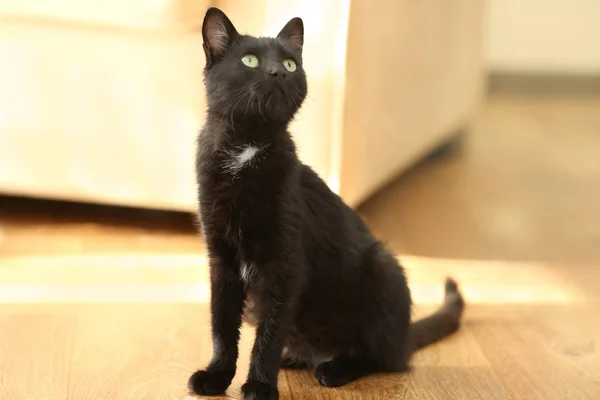 Gato preto bonito sentado no chão em casa — Fotografia de Stock
