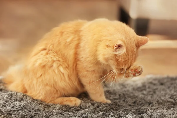 Cute cat washing itself while sitting on carpet at home