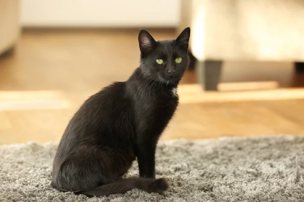 Gato preto bonito sentado no tapete em casa — Fotografia de Stock