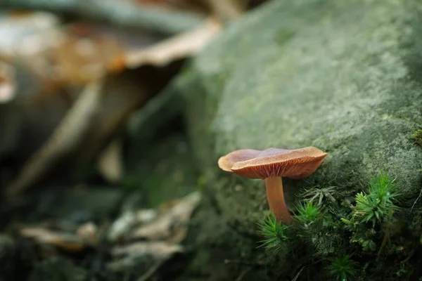 Лесной гриб с камнем, крупным планом — стоковое фото