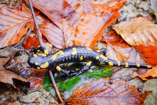 Salamandre maculée sur le sol, gros plan — Photo