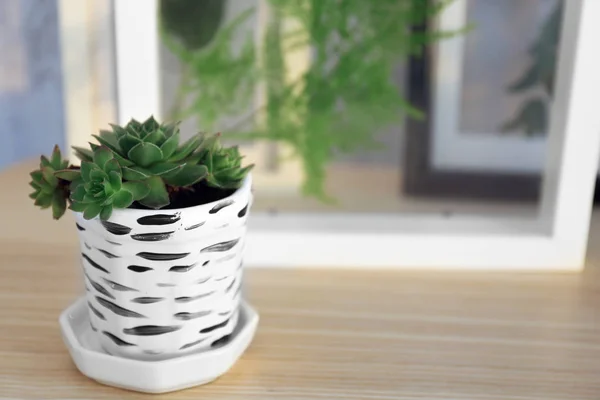 Succulent in white crock on blurred background — Stock Photo, Image