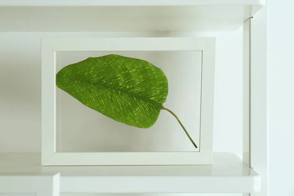 Рамка с листом на лестнице на белом фоне — стоковое фото
