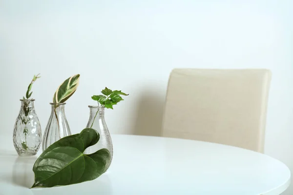 Скляні вази з зеленим листям на білому столі — стокове фото