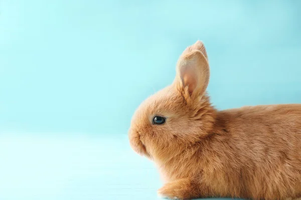 青の背景にかわいいふわふわバニー — ストック写真