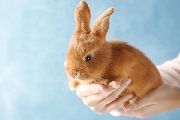 Mignon lapin rouge dans les mains féminines — Photo