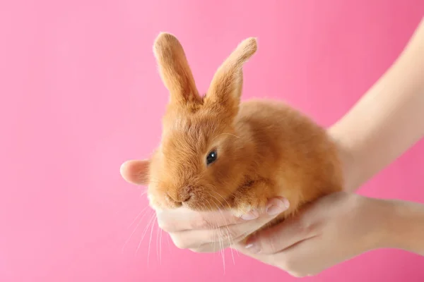 Mãos femininas segurando um foxy coelho bonito no fundo rosa — Fotografia de Stock