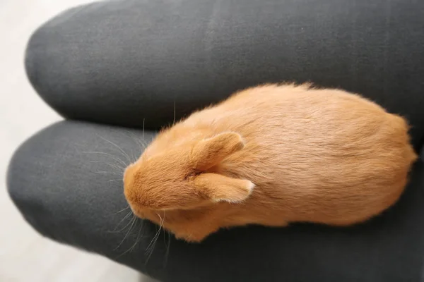 Милый пушистый кролик на женских коленях — стоковое фото