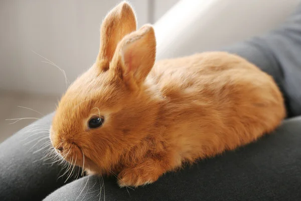 Cute fluffy rabbit on female lap — Stock Photo, Image