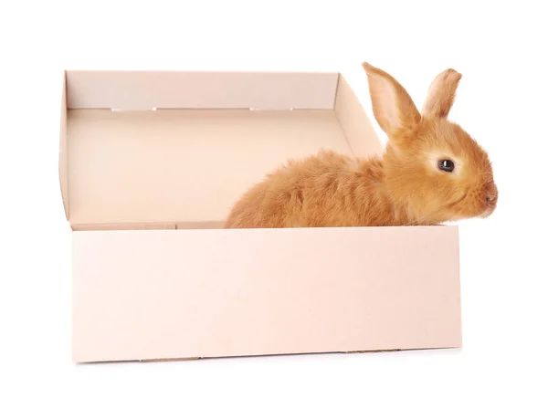 Niedliche lustige Kaninchen in Box auf weißem Hintergrund — Stockfoto