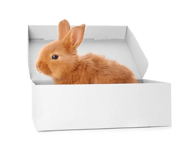 Cute funny rabbit in box on white background — Stock Photo, Image