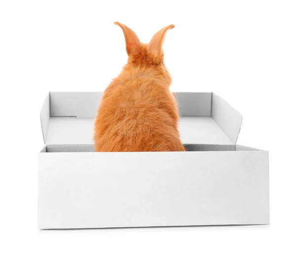 Cute funny rabbit in box on white background — Stock Photo, Image