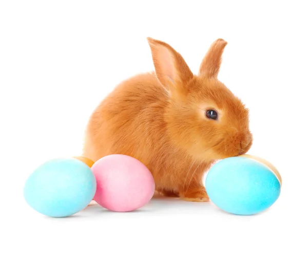 Cute red rabbit with Easter eggs  on white background — Stock Photo, Image