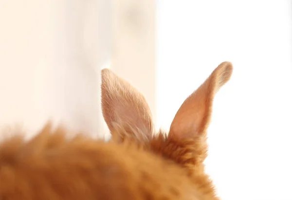 Orejas de conejo sobre fondo claro — Foto de Stock