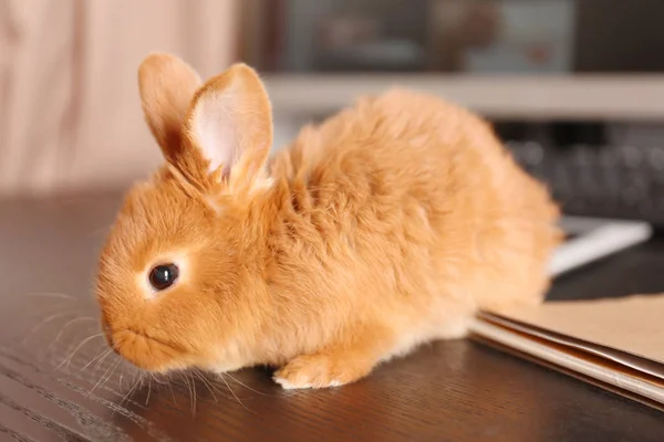 Cute funny rabbit on wooden desk — Stock Photo, Image