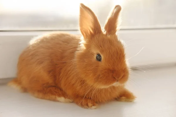 Cute funny rabbit on windowsill — Stock Photo, Image