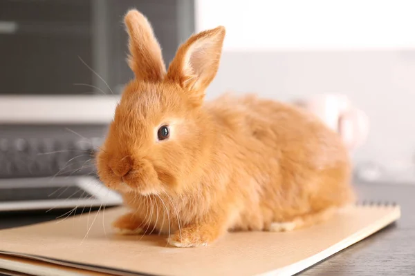 Lindo conejo divertido en escritorio de madera — Foto de Stock