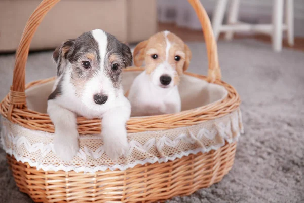 Lindos perros divertidos en canasta de mimbre en casa — Foto de Stock