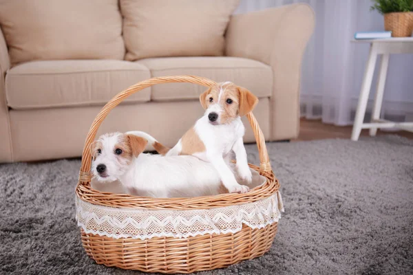 Słodkie śmieszne psy w wiklinowym koszu w domu — Zdjęcie stockowe