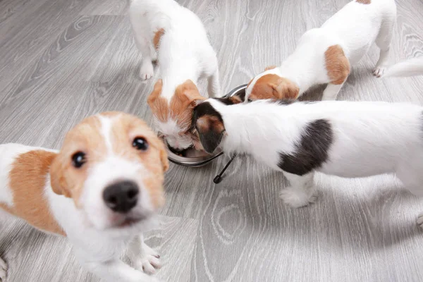 Lindos perros divertidos comiendo comida seca en casa — Foto de Stock