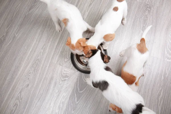 Lindos perros divertidos comiendo comida seca en casa — Foto de Stock