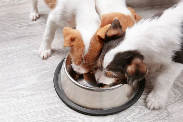 Милые смешные собаки едят сухую пищу дома — стоковое фото