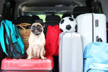 sevimli küçük pug