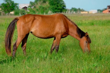 kahverengi at otlatma 