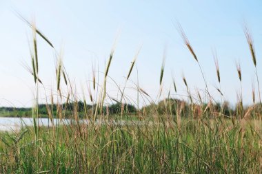 sivri yeşil çimenlerin üzerinde çayır 