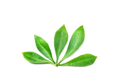 yeşil çay yaprakları  