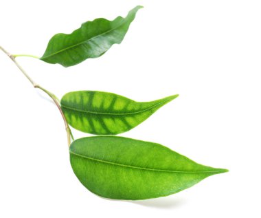 yeşil çay yaprakları 