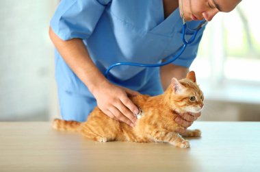 Kedi bir veteriner kliniğinde kontrol veteriner Doktor