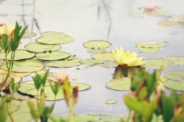 güzel nilüferler gölet