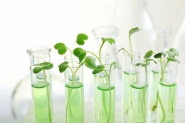 Plants in test tubes 