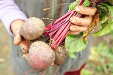 taze beetroots aldı