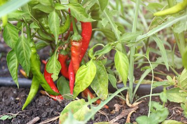 yeşil ve kırmızı biber sıcak 