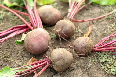 Zeminde ham şeker pancarı 