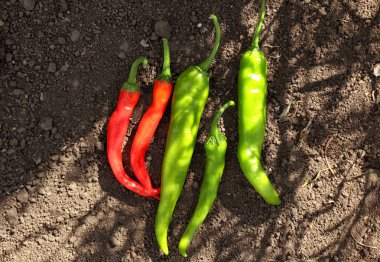 yeşil ve kırmızı biber sıcak 