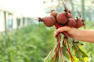 Taze beetroots el aldı