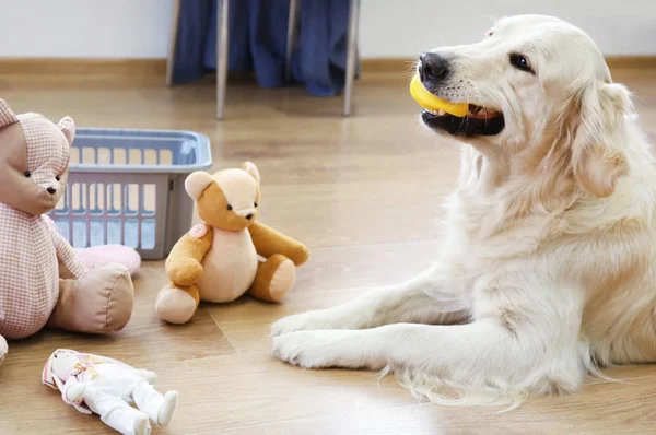 Golden Retriever spielt mit Spielzeug — Stockfoto