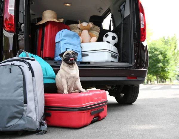 Lindo pequeño pug — Foto de Stock